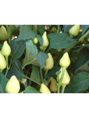 Hakay Doğal Misket Biber Tohumu - Yüksek Verim