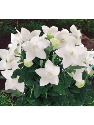 Hakay Büyük Çan Çiçeği Tohumu - Beyaz Renkli - 5 Adet