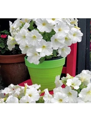 Hakay Beyaz Renkli Iri Çiçekli Bodur Petunya Tohumu - 15 Adet