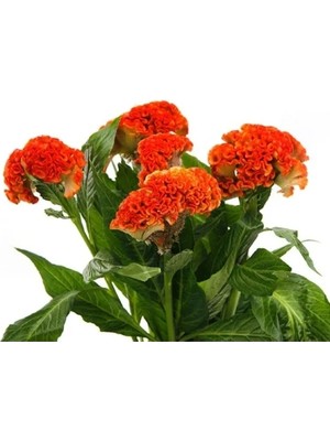 Hakay Turuncu Renkli Horoz Ibiği Balta Tohumu - 20 Adet