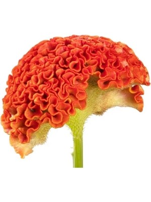 Hakay Turuncu Renkli Horoz Ibiği Tohumu - Balta Geniş Çiçek - 40 Adet