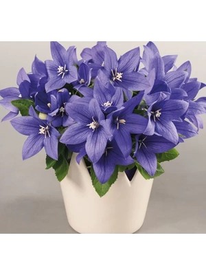 Hakay Balon Çiçeği Tohumu - Katmerli Mavi Renkli (5 Tohum)