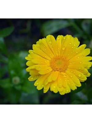 Hakay Sarı Aynı Sefa F1 Tohumu - 50 Adet