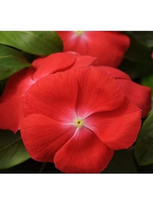 Hakay Turuncu Rozet Çiçeği F1 Tohumu - 40 Adet