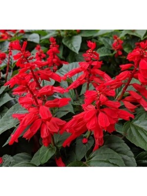 Hakay Bodur Çok Çiçekli Ateş Çiçeği Tohumu - Kırmızı Renk, 15 Tohum