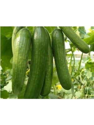 Hakay Doğal Ince Salatalık Tohumu