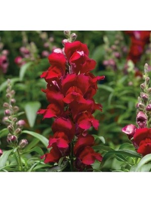 Hakay Major Kırmızı Aslanağzı F1 Tohumu (30 Tohum)