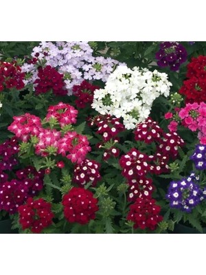 Hakay Yayılıcı Çok Çiçekli Mine Çiçeği Tohumu Karışık Renkli - 8 Tohum