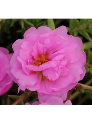 Hakay Pembe Katmerli Ipek Çiçeği Tohumu - 40 Adet - Bol Çiçekli