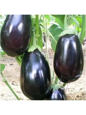 Hakay Antep Dolmalık Patlıcan Tohumu - Aksel 10 gr