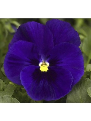 Hakay Mavi Renkli Katlı Hercai Menekşe Tohumu - 10 Adet