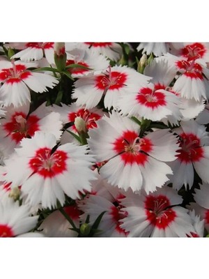 Hakay Kokulu Kırmızı Nokta Çin Karanfili F1 Tohumu (10 Tohum)