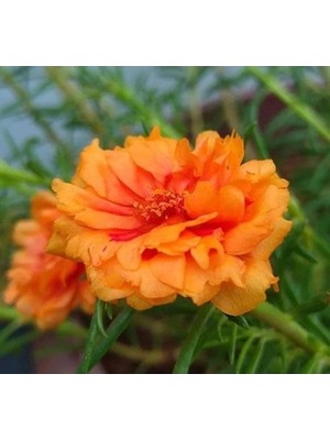 Hakay Turuncu Renkli Duble Katlı Ipek Çiçeği Tohumu - 25 Adet