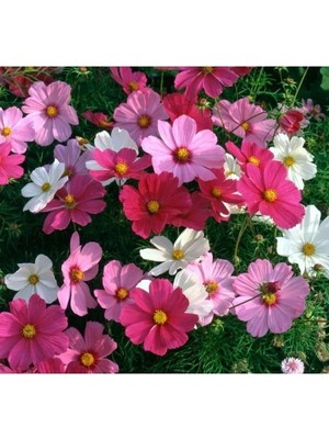 Hakay Karışık Renkli Iri Çiçekli Kosmoz Tohumu - 5 Tohum