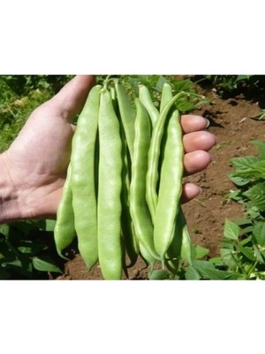 Hakay Doğal Fasulye Tohumu Alman Ayşe (Sırık)