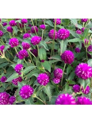 Hakay Mor Medine Düğmesi F1 Tohumu - 50 Tohum