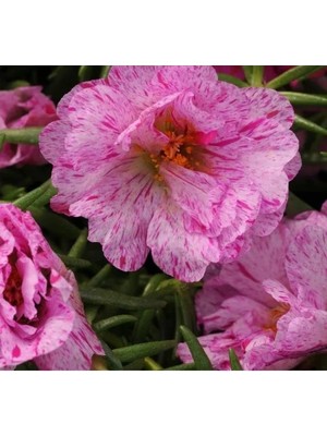 Hakay Katmerli Çok Çiçekli Ipek Çiçeği Tohumu - Kırcıllı Kırmızı, 40 Tohum