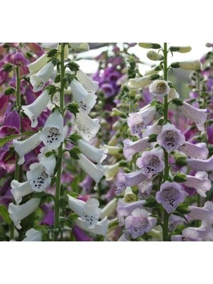 Hakay Digitalis Çiçeği Tohumu - Yüksek Kaliteli