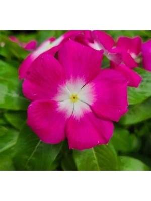 Hakay Rozet Çiçeği Tohumu - Magenta Beyaz Nokta - 15 Adet