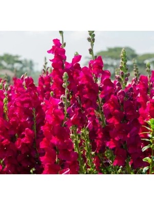 Hakay Kırmızı Renkli Aslanağzı Tohumu - Kesimlik - 20 Adet