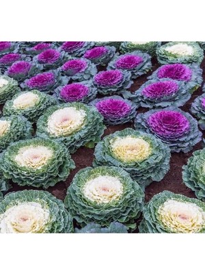 Hakay Karışık Renkli Kıvırcık Süs Lahanası Tohumu - 5 Adet