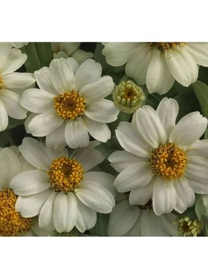 Hakay Beyaz Renkli Mini Zinnia Çiçeği Tohumu - 5 Adet
