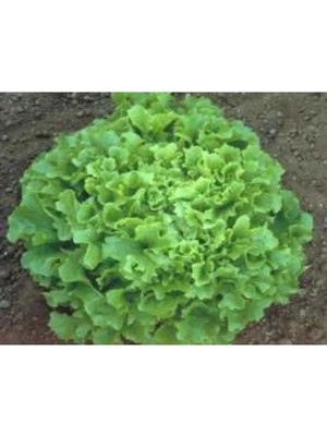 Hakay Marul Arapsaçı Tohumu - 10 gr Sağlıklı ve Lezzetli