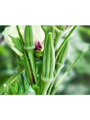 Hakay Doğal Sultani Bamya Tohumu