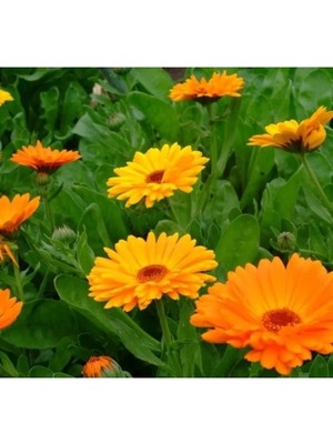 Hakay Turuncu Aynı Sefa F1 Tohumu - 50 Tohum