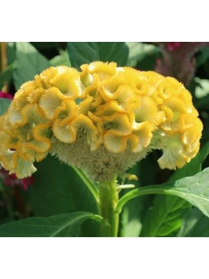 Hakay Sarı Renkli Horoz Ibiği Tohumu (Balta Geniş Çiçek) - 40 Adet