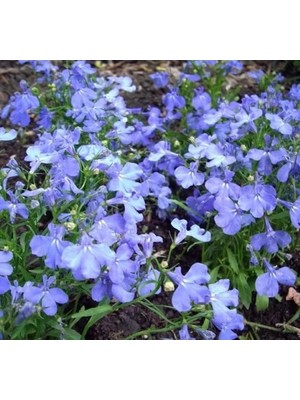 Hakay Mavi Renkli Çok Çiçekli Lobelya Tohumu - 10 Tohum