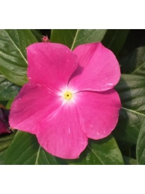 Hakay Pembe Rozet Çiçeği F1 Tohumu - 40 Adet