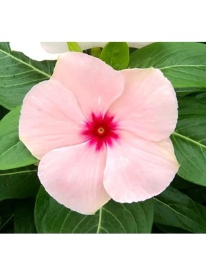 Hakay Çok Dallanan Pembe Kırmızı Nokta Rozet Çiçeği Tohumu - 15 Tohum