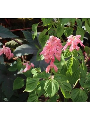 Hakay Pembe Renkli Bodur Ateş Çiçeği Tohumu - 15 Tohum