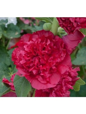 Hakay Katmerli Büyük Çiçekli Kırmızı Gülhatmi Tohum Seti (5 Adet)