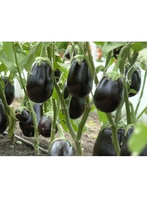 Hakay Doğal Topan Patlıcan Tohumu