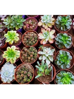 Hakay Karışık Sukulent Tohumu - Farklı Çeşitler