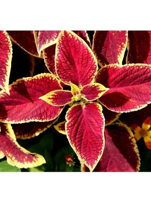 Hakay Kırmızı Renkli Geniş Yapraklı Yaprak Güzeli Tohumu - 20 Adet