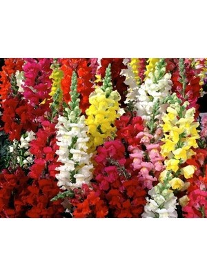 Hakay Karışık Renkli Uzun Boylu Aslan Ağzı Tohumu - 25 Adet