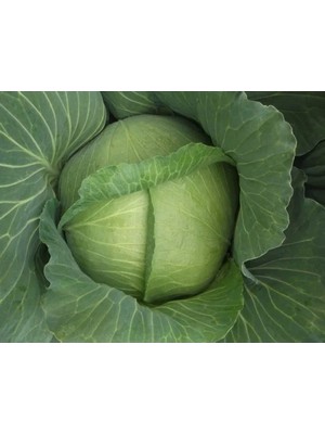 Hakay Doğal Yalova Lahana Tohumu - Yüksek Verim