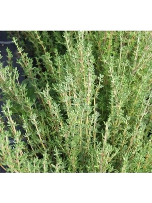 Hakay Kış Kekiği - Özel Seri