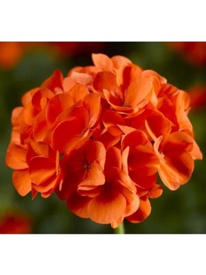 Hakay Sardunya Tohumu - Büyük Top Çiçekli Turuncu 5 Adet