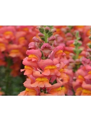 Hakay Turuncu Renk Uzun Boylu Aslan Ağzı Tohumu - 25 Adet