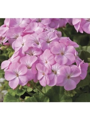 Hakay Leylak Gül Sardunya F1 Tohumu - 10 Adet