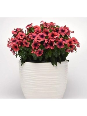 Hakay Turuncu Siyah Renkli Rozet Çiçeği Tohumu Tattoo Serisi - 5 Adet