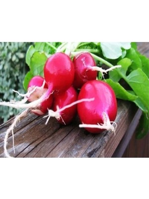 Hakay Doğal Iri Kırmızı Turp Tohumu - Kolay Yetiştirme