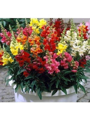 Hakay Aslanağzı Tohumu - Karışık Renkli, Uzun Boylu (10 Tohum)