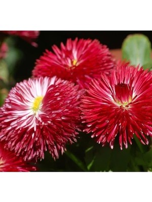 Hakay Katmerli Şeker Papatya Tohumu (Kırmızı) - 20 Tohum