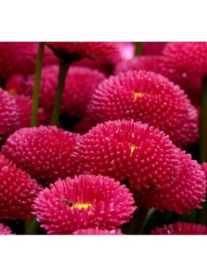 Hakay Kırmızı Şeker Tabağı F1 Tohumu - 50 Tohum