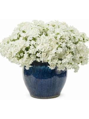 Hakay Beyaz Floks F1 Tohumu - 25 Adet